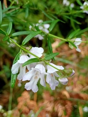 Prostanthera linearis