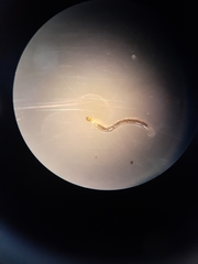 Nematocera