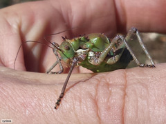 Hemihetrodes bachmanni