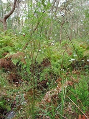 Prostanthera linearis