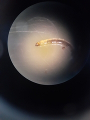 Nematocera