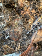 Coptotermes formosanus