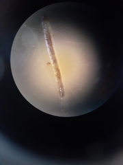Nematocera