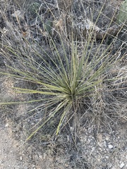 Yucca glauca