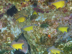 Pempheris affinis