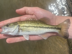 Micropterus punctulatus