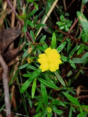 Hibbertia linearis