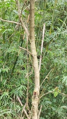 Glochidion lanceolatum