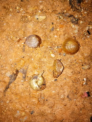 Quantula striata