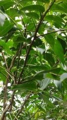 Glochidion lanceolatum