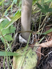 Amanita constricta