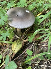 Amanita constricta