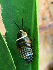 Ellipsidion australe