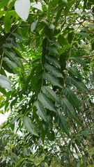 Glochidion lanceolatum