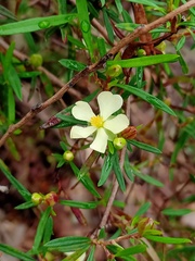 Hibbertia linearis
