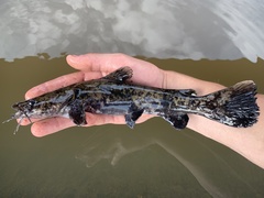 Pylodictis olivaris
