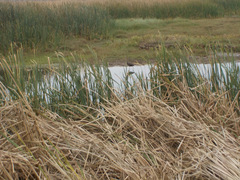 Plegadis falcinellus