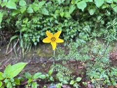 Bidens triplinervia