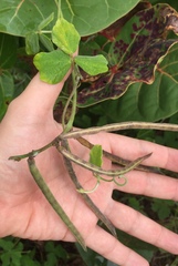 Macroptilium atropurpureum