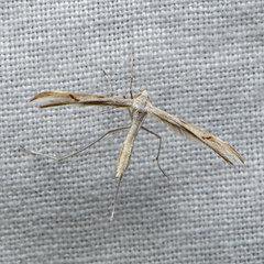 Platyptilia celidotus