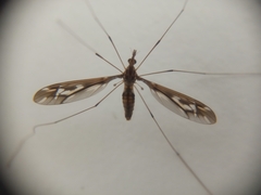 Leptotarsus huttoni