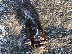 Panulirus interruptus