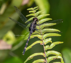 Erythemis plebeja