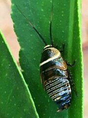 Ellipsidion australe