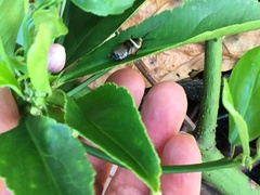 Ellipsidion australe