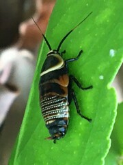 Ellipsidion australe