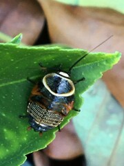 Ellipsidion australe