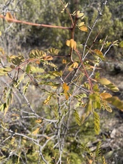 Mimosa aculeaticarpa biuncifera
