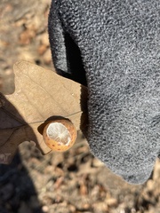 Atrusca quercuscentricola