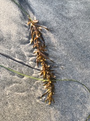 Sargassum muticum