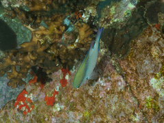Chromis nitida