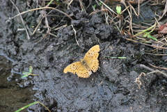 Argynnis sagana