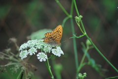 Argynnis paphia