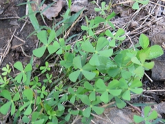 Marsilea