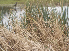 Plegadis falcinellus