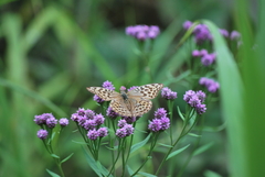 Argynnis paphia