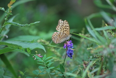 Argynnis paphia