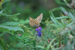 Argynnis paphia
