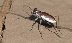 Eunota circumpicta