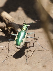 Eunota circumpicta