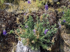 Lupinus altimontanus