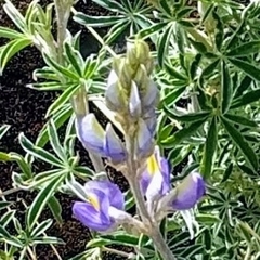 Lupinus altimontanus
