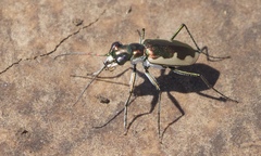 Eunota circumpicta