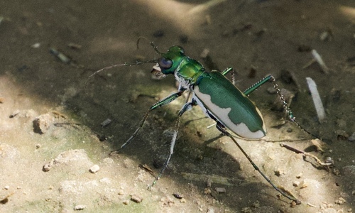 Cream-edged Tiger Beetle photo 4
