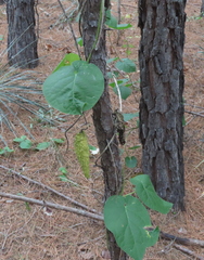 Matelea hirtelliflora