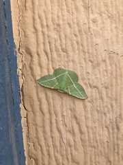 Dichorda illustraria